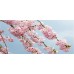 Óleo de massagem tailandês sakura